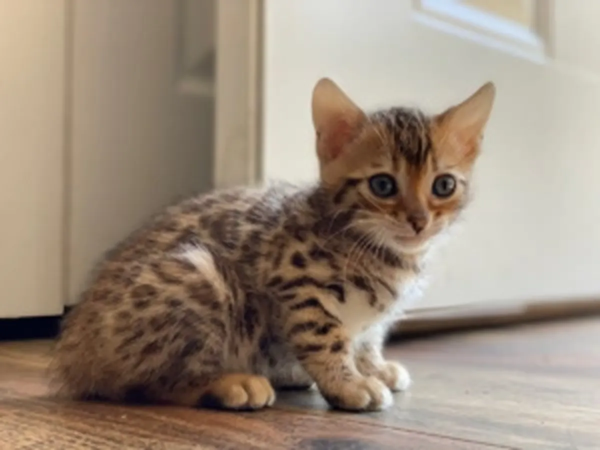 可爱的孟加拉小猫