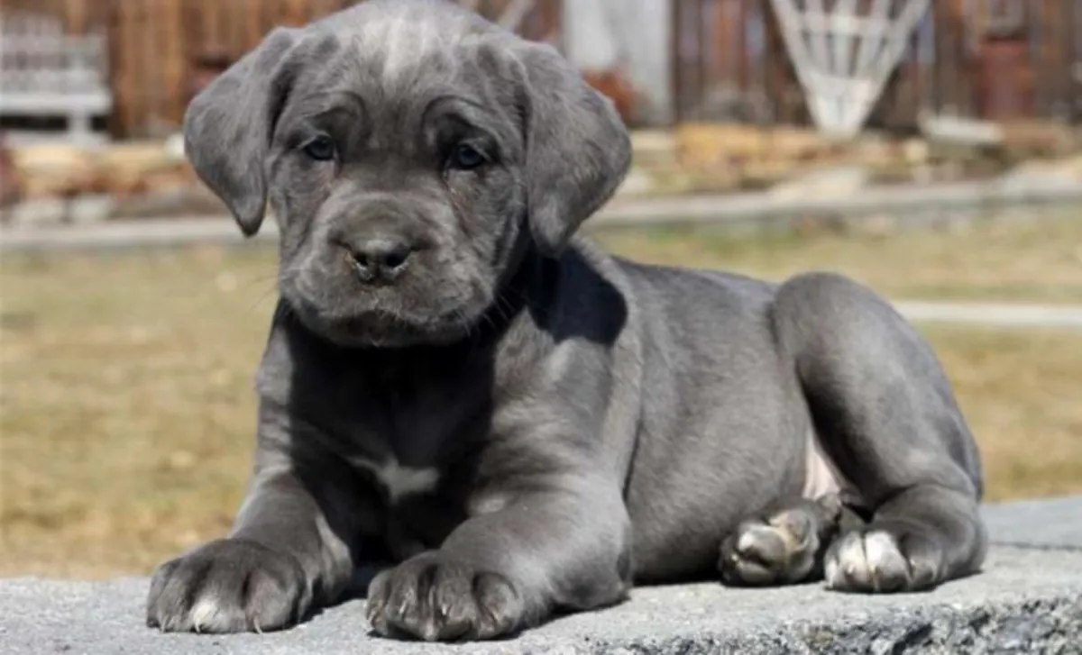 可爱的卡斯罗犬