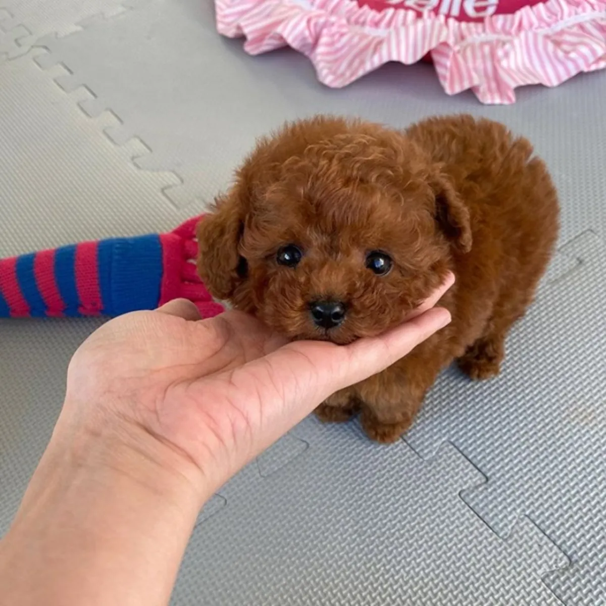 可爱的茶杯贵宾犬