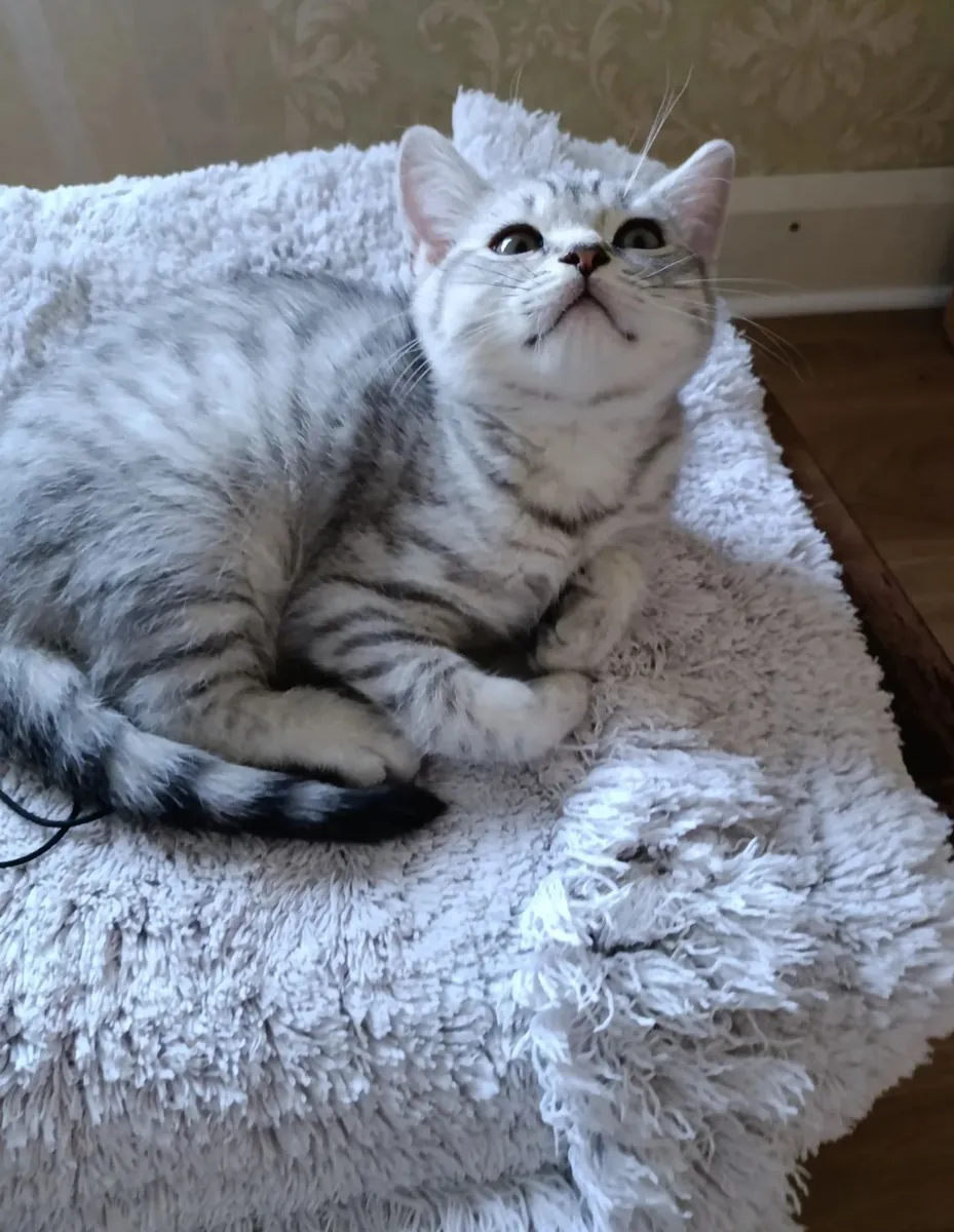 British Shorthair de pura raza.