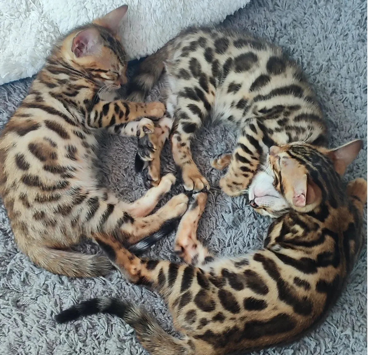 雄性和雌性孟加拉小猫