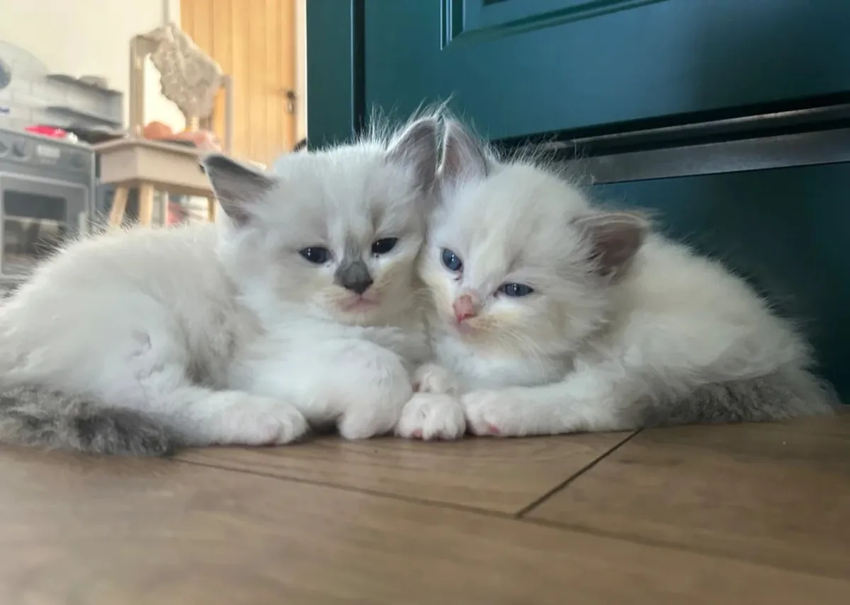 Magnifiques chatons Ragdoll de pure race