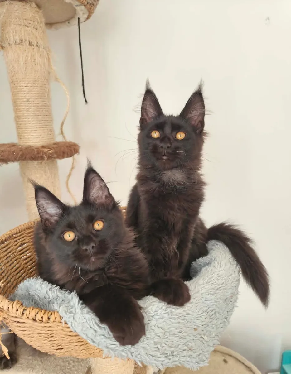 Magnifiques chatons de race pure