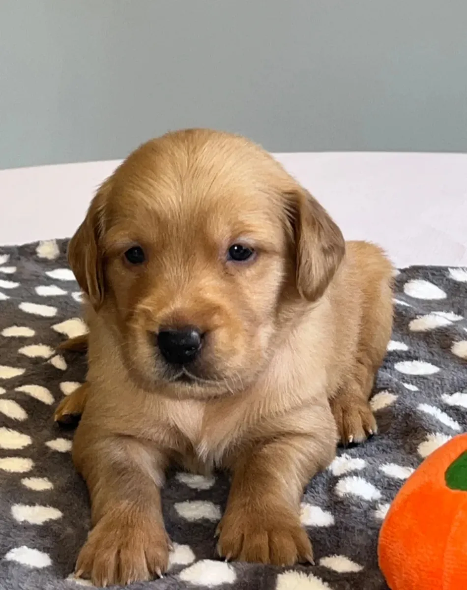 Chiots Golden Retriever roux