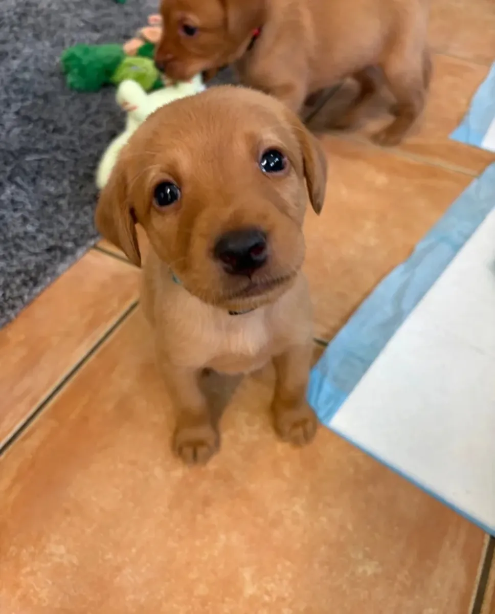 KC注册的狐狸红拉布拉多寻回犬幼犬