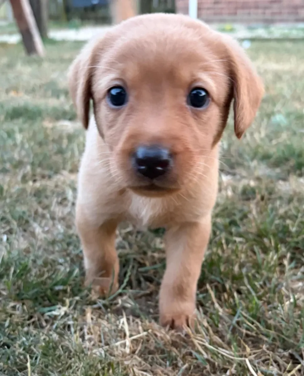 KC注册的狐狸红拉布拉多寻回犬幼犬