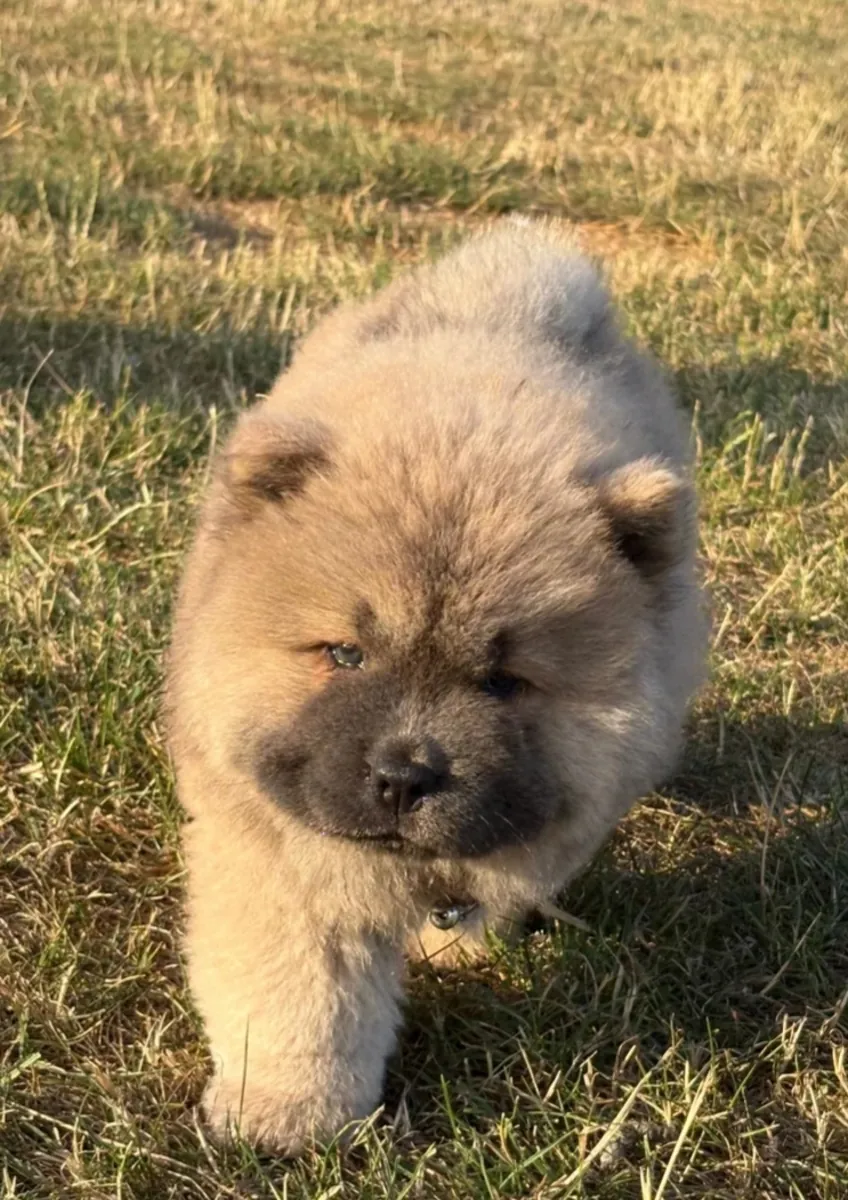 🧸🐾 Cachorros Chow Chow listos ahora🐾🧸