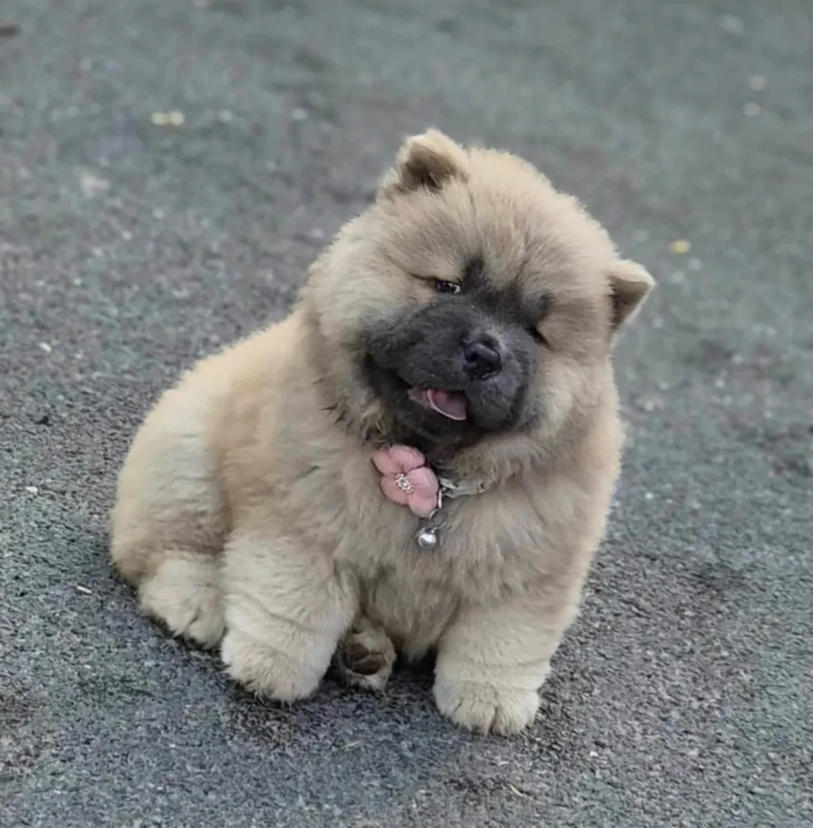 🧸🐾 Cachorros Chow Chow listos ahora🐾🧸