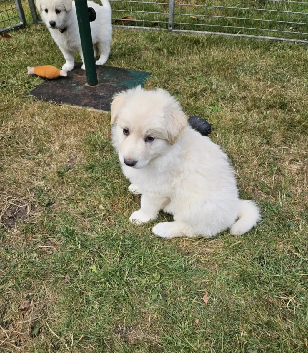 Chiots Berger Allemand