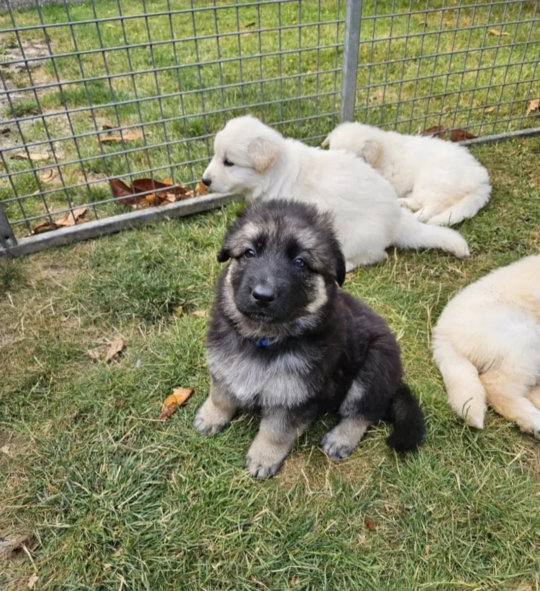 Chiots Berger Allemand