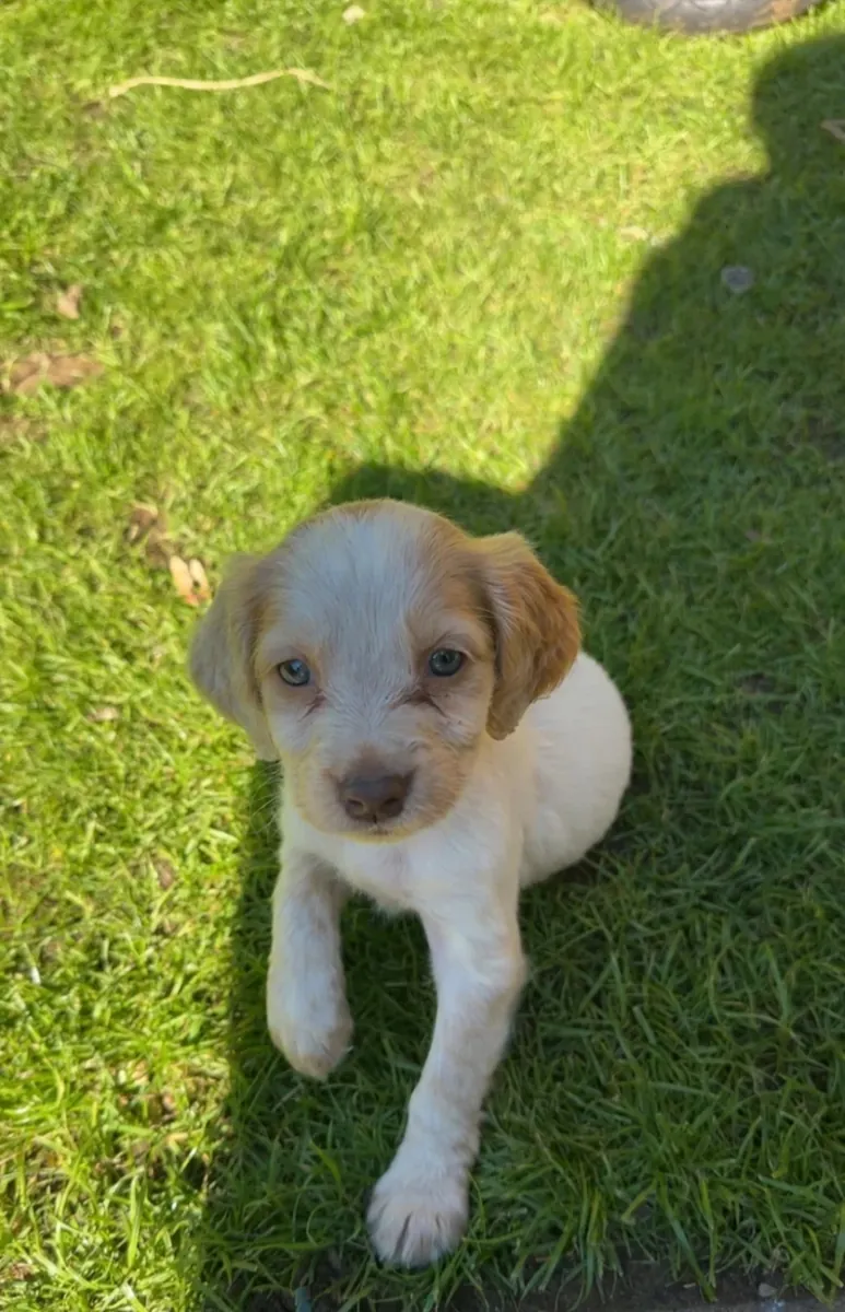 工作型可卡犬幼犬