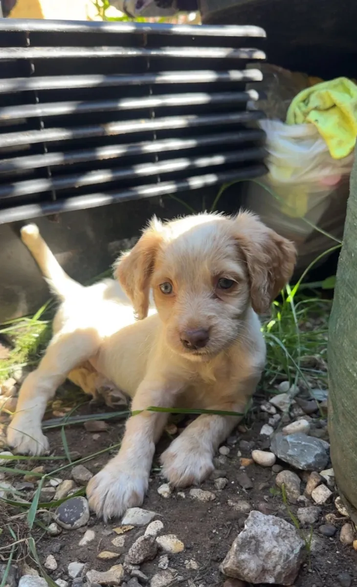 工作型可卡犬幼犬