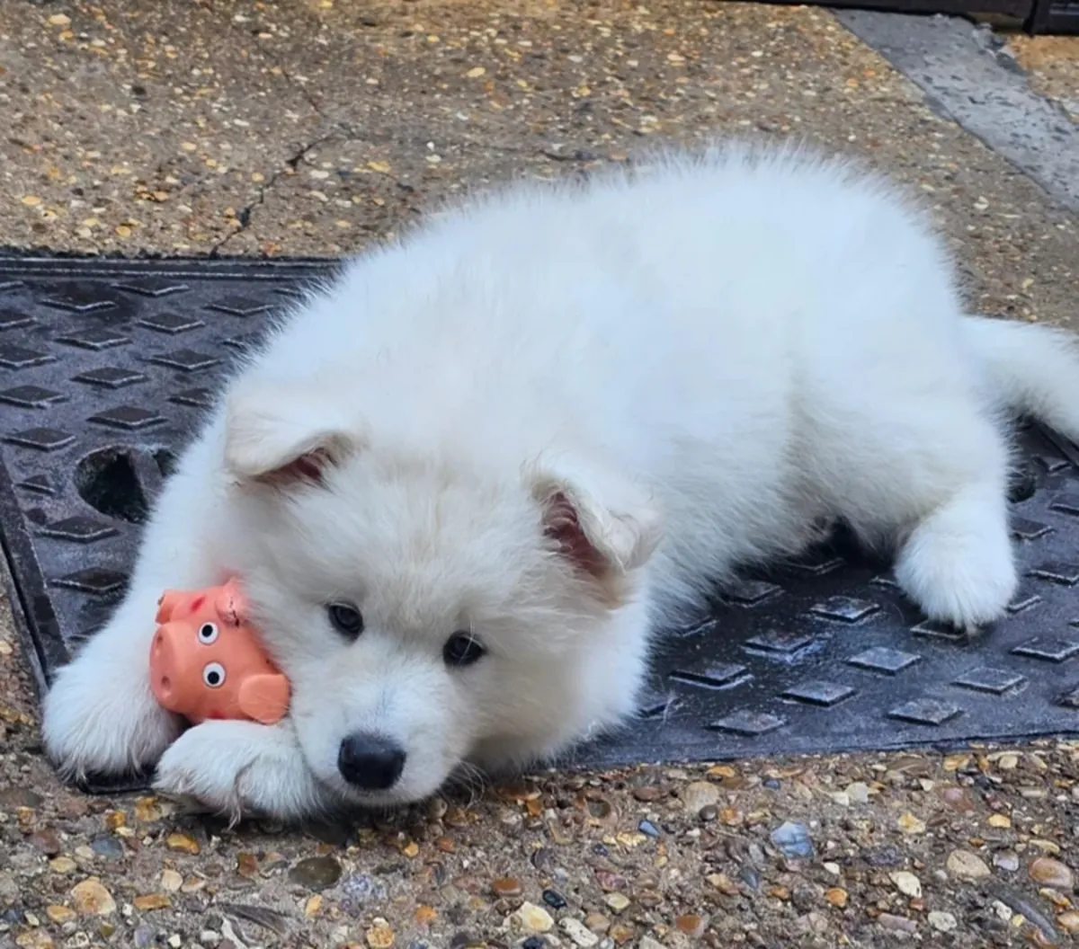 CACHORROS SAMOYED LISTOS PARA UN NUEVO HOGAR