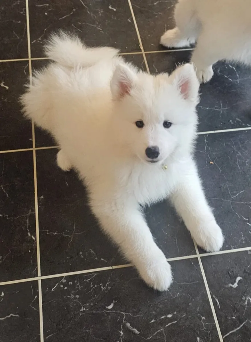 CACHORROS SAMOYED LISTOS PARA UN NUEVO HOGAR