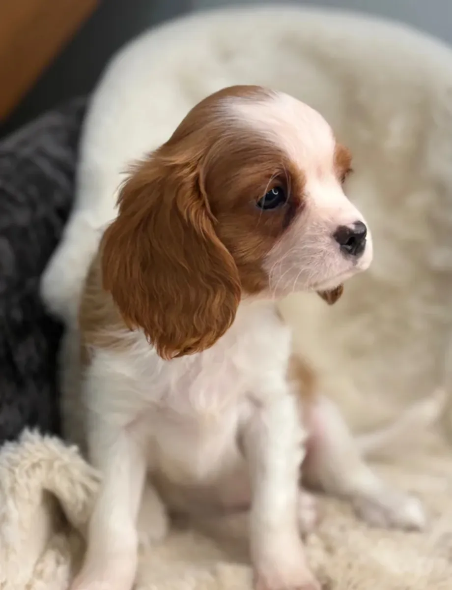 漂亮的查理王小猎犬