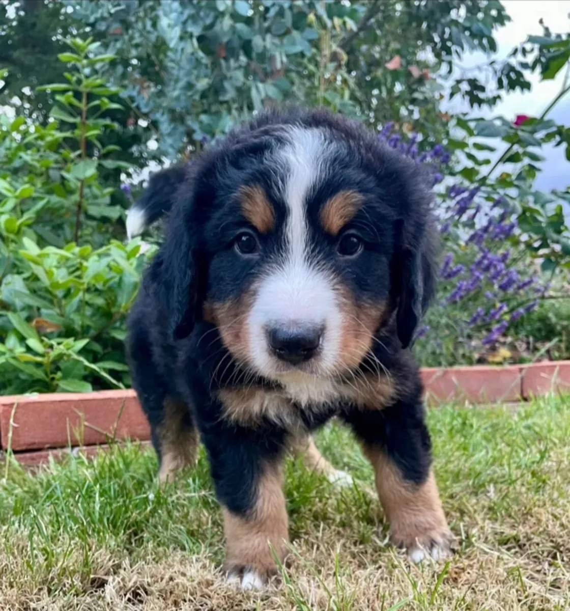 Chiots de Bouvier Bernois