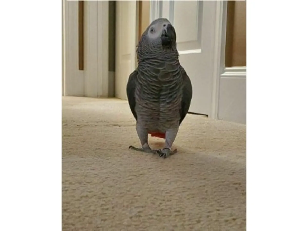 Очень внимательный африканский серый попугай ищет тихий дом.