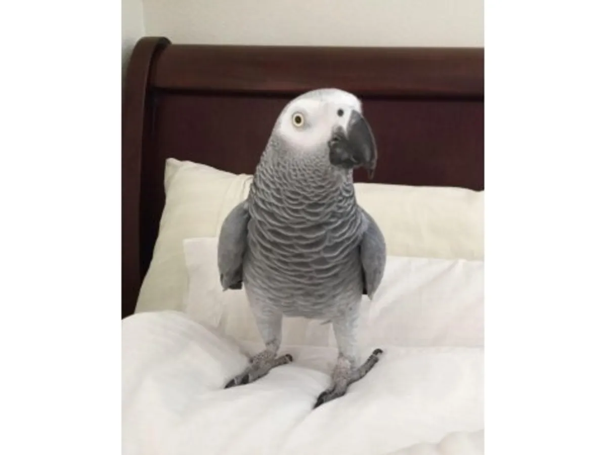 Очень внимательный африканский серый попугай ищет тихий дом.