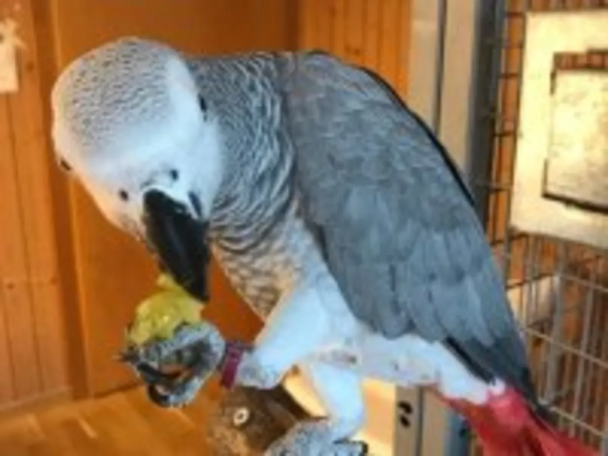 Очень внимательный африканский серый попугай ищет тихий дом.