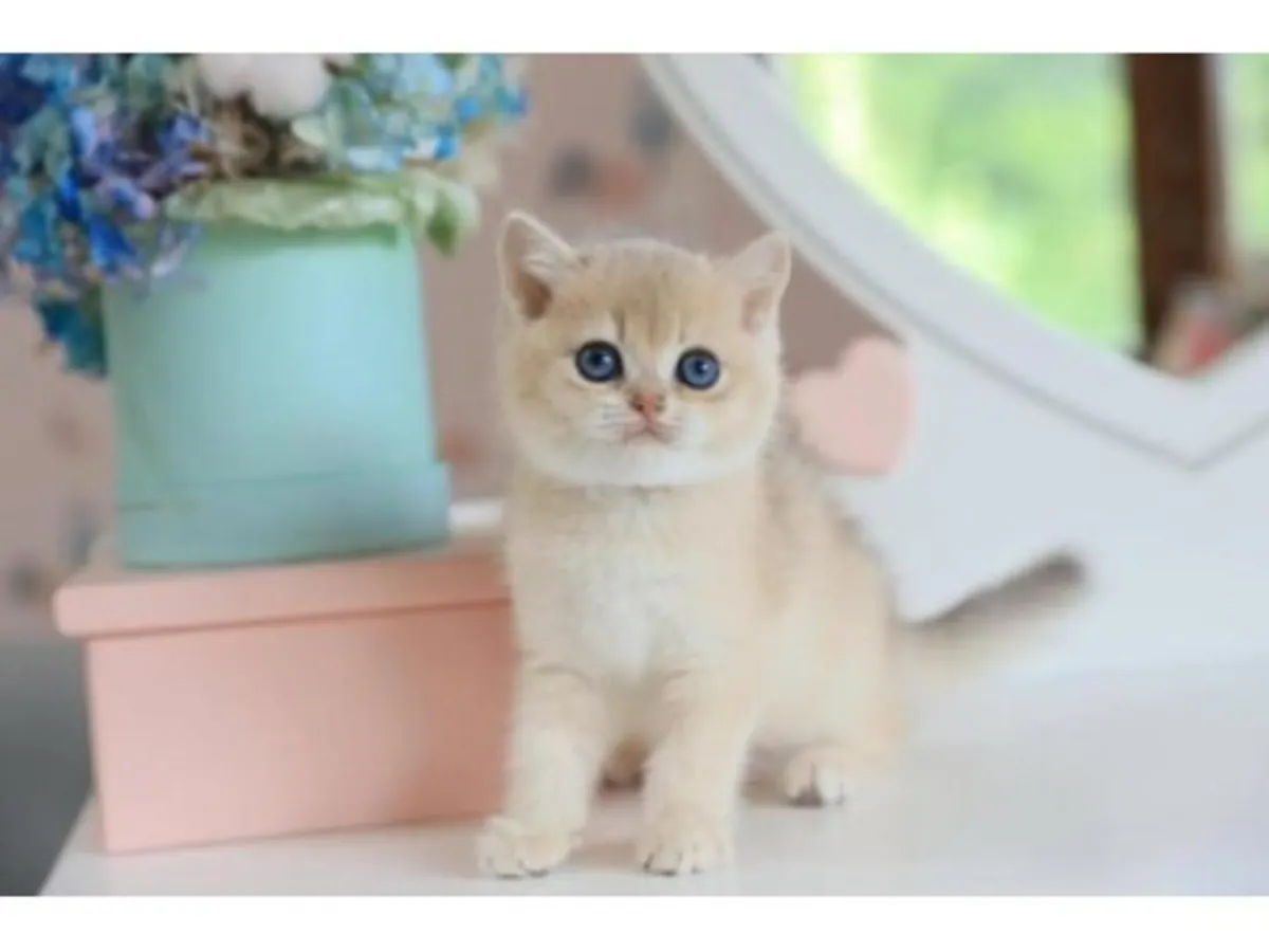 Balanced British Shorthair cat raised in a family environment.