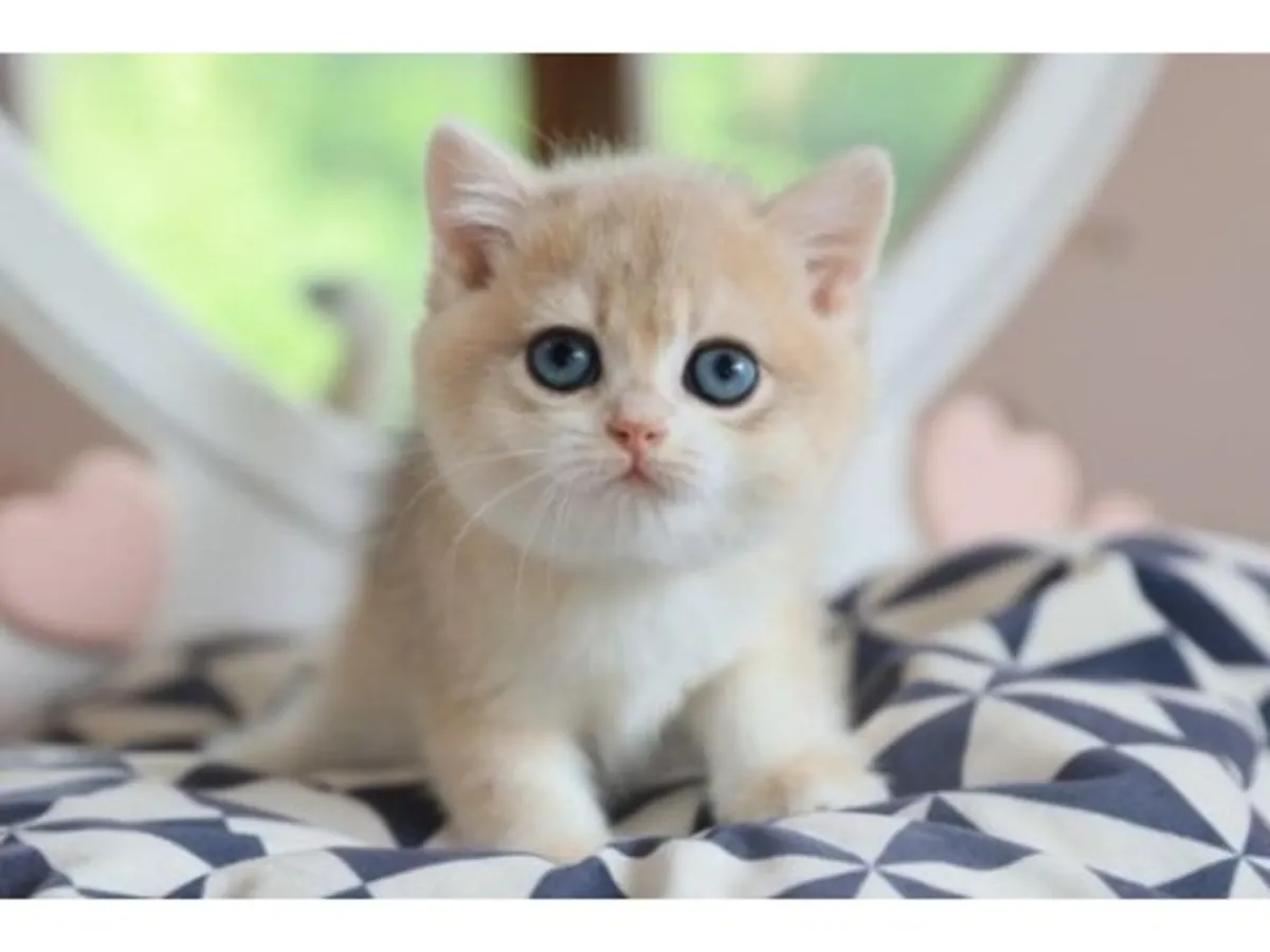 Balanced British Shorthair cat raised in a family environment.