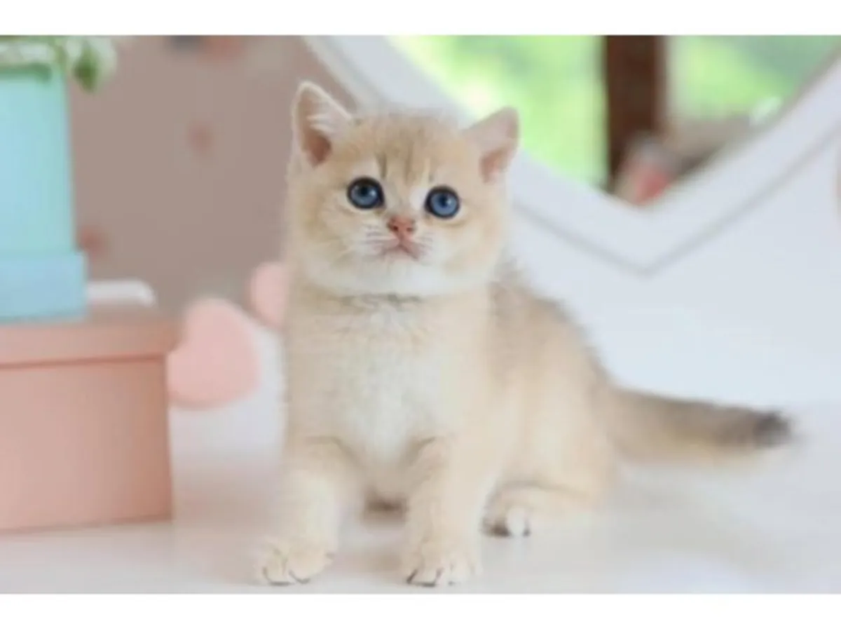 Balanced British Shorthair cat raised in a family environment.