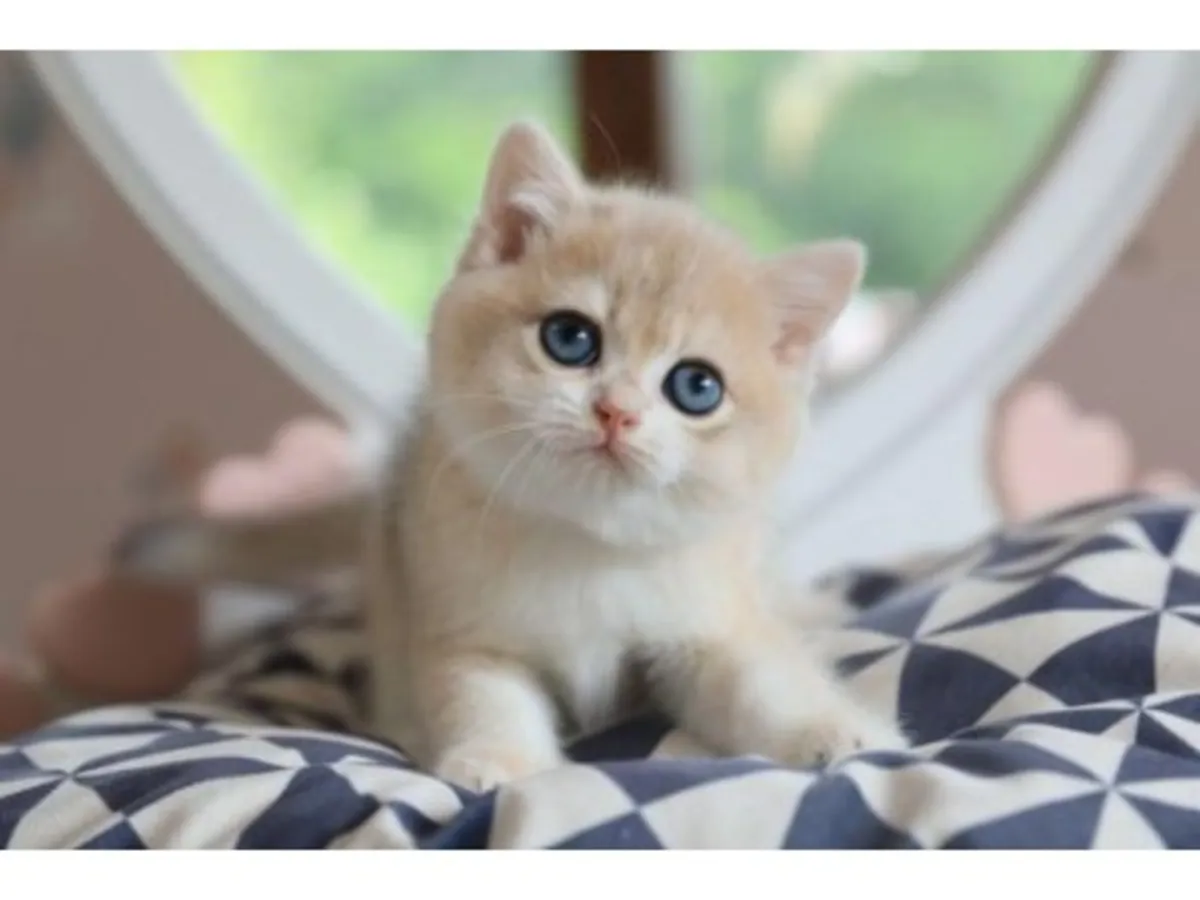 Balanced British Shorthair cat raised in a family environment.