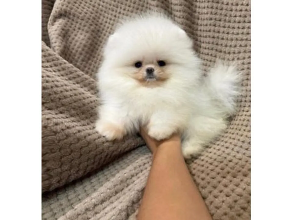 Небольшой белый померанский шпиц, очень игривый и общительный.