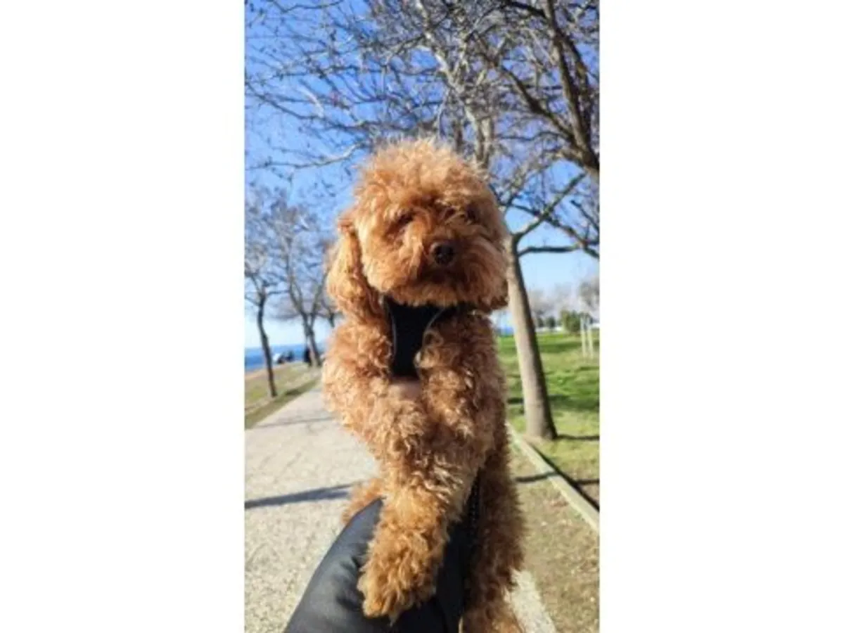 Спокойный коричневый пудель, привыкший жить с людьми.