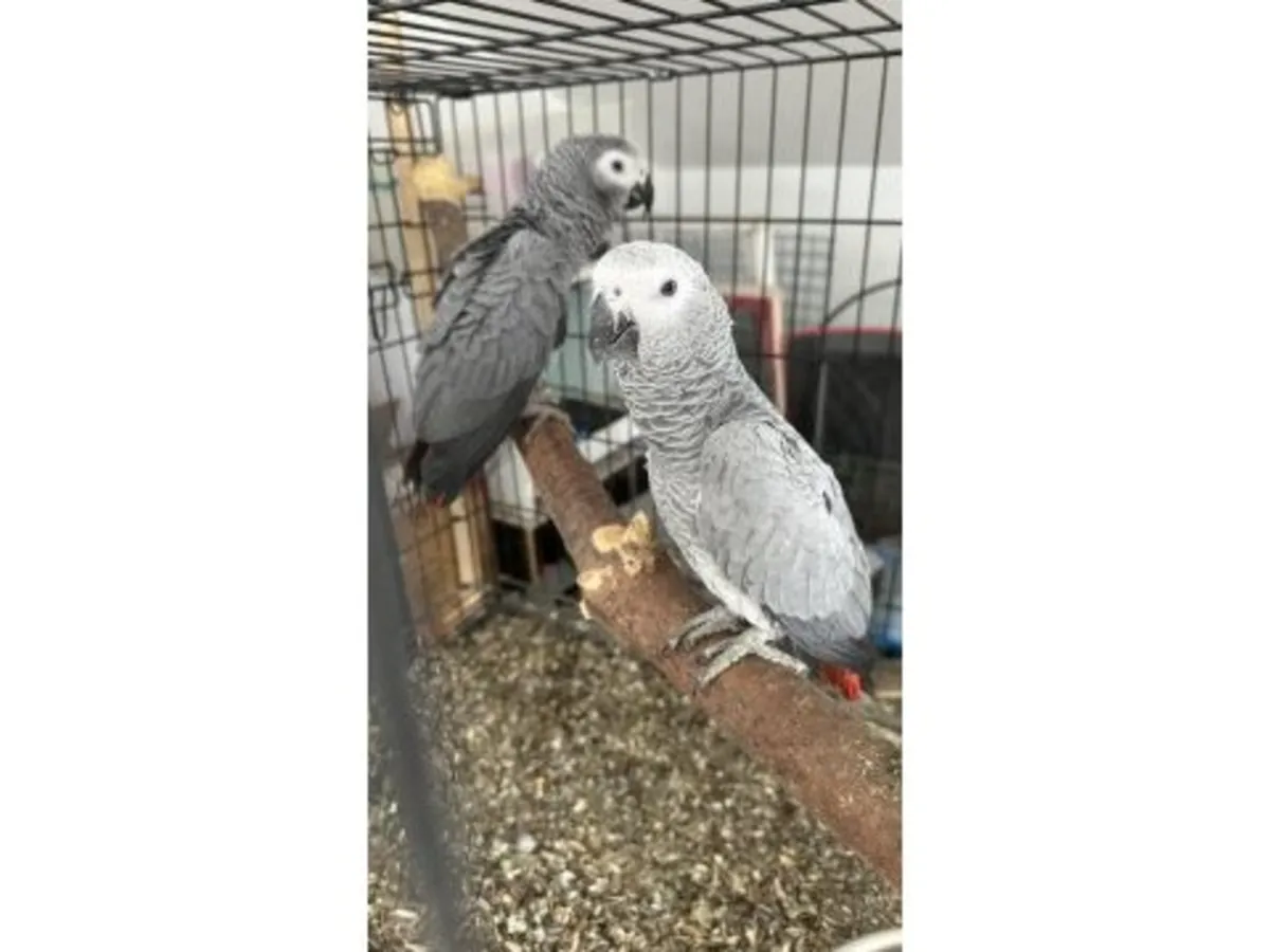 A smart grey parrot, accustomed to interacting with people, is looking for a new home.