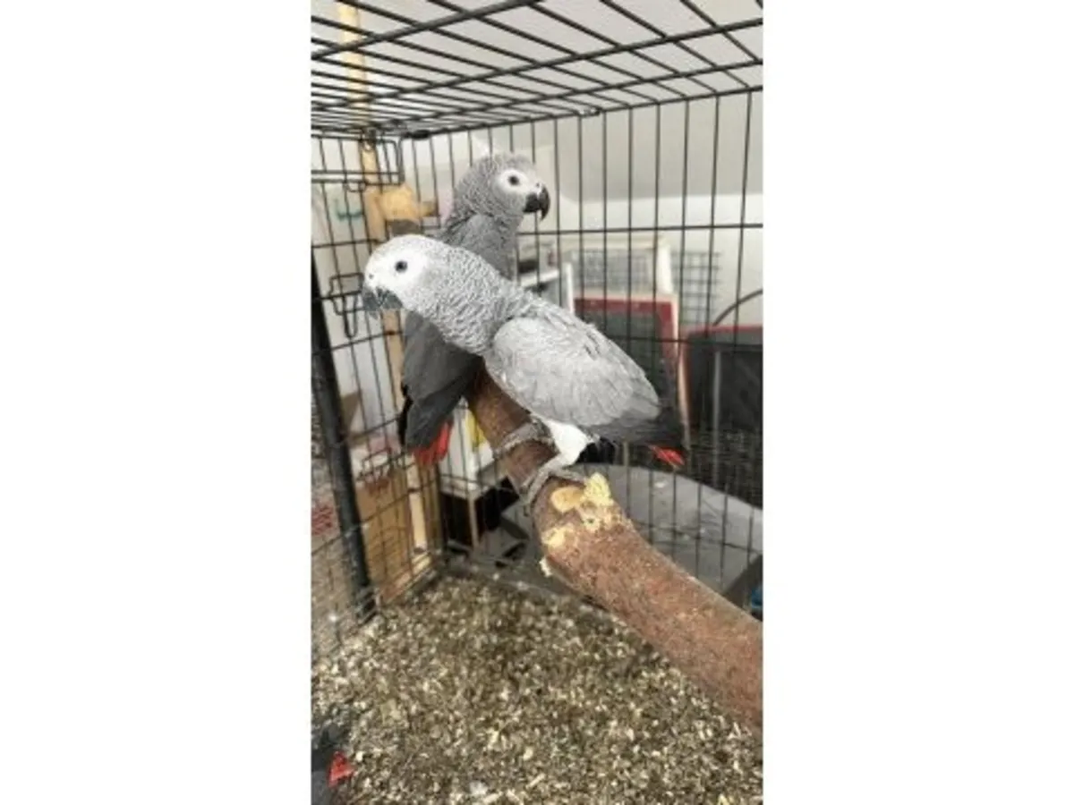 A smart grey parrot, accustomed to interacting with people, is looking for a new home.