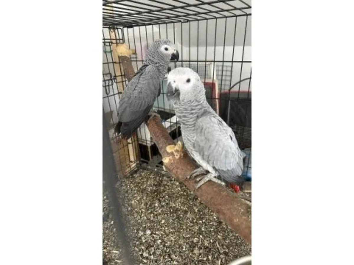 A smart grey parrot, accustomed to interacting with people, is looking for a new home.