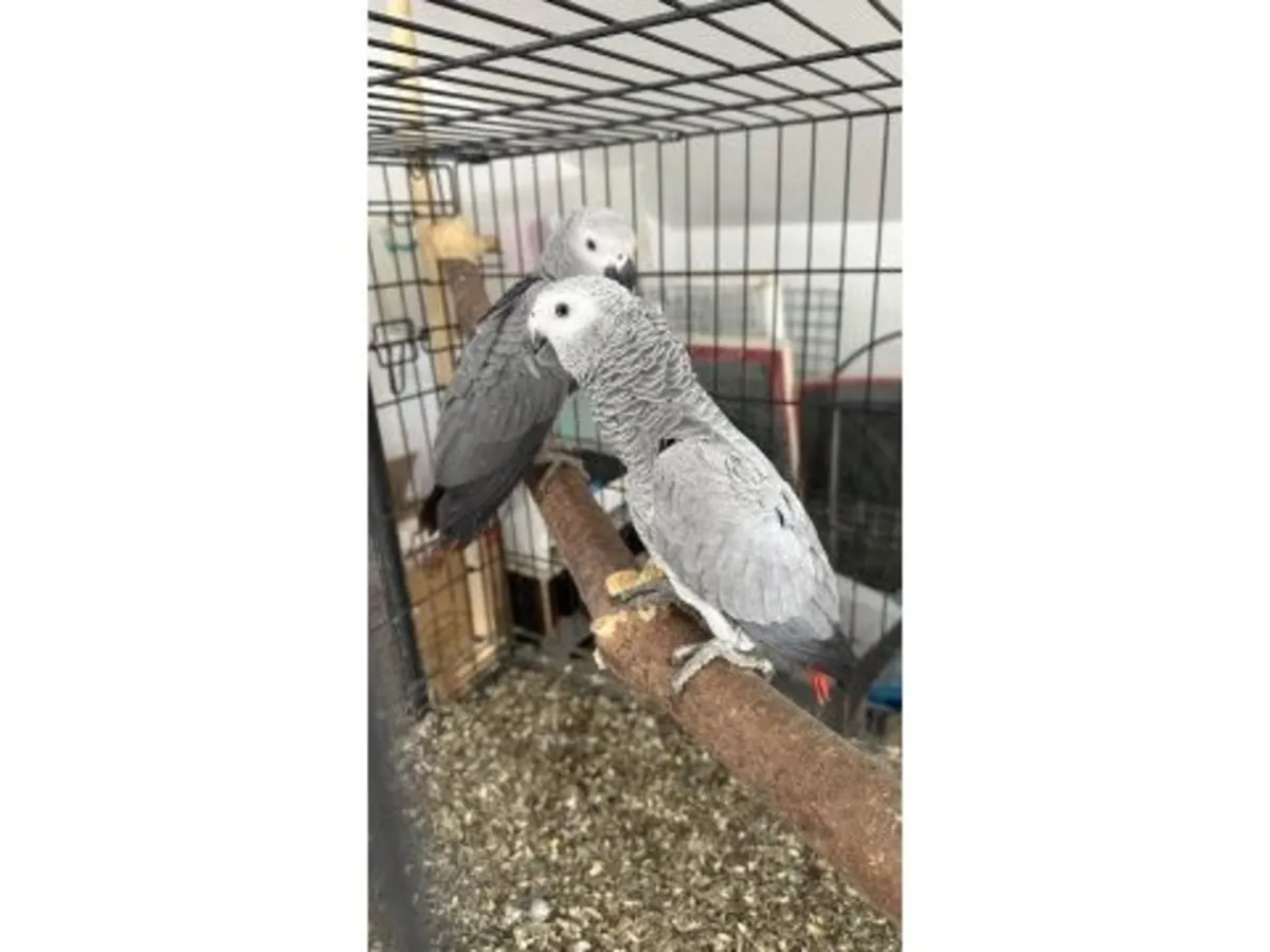 A smart grey parrot, accustomed to interacting with people, is looking for a new home.