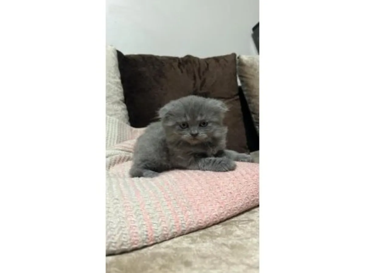 Спокойный британский короткошёрстный котёнок из домашнего разведения