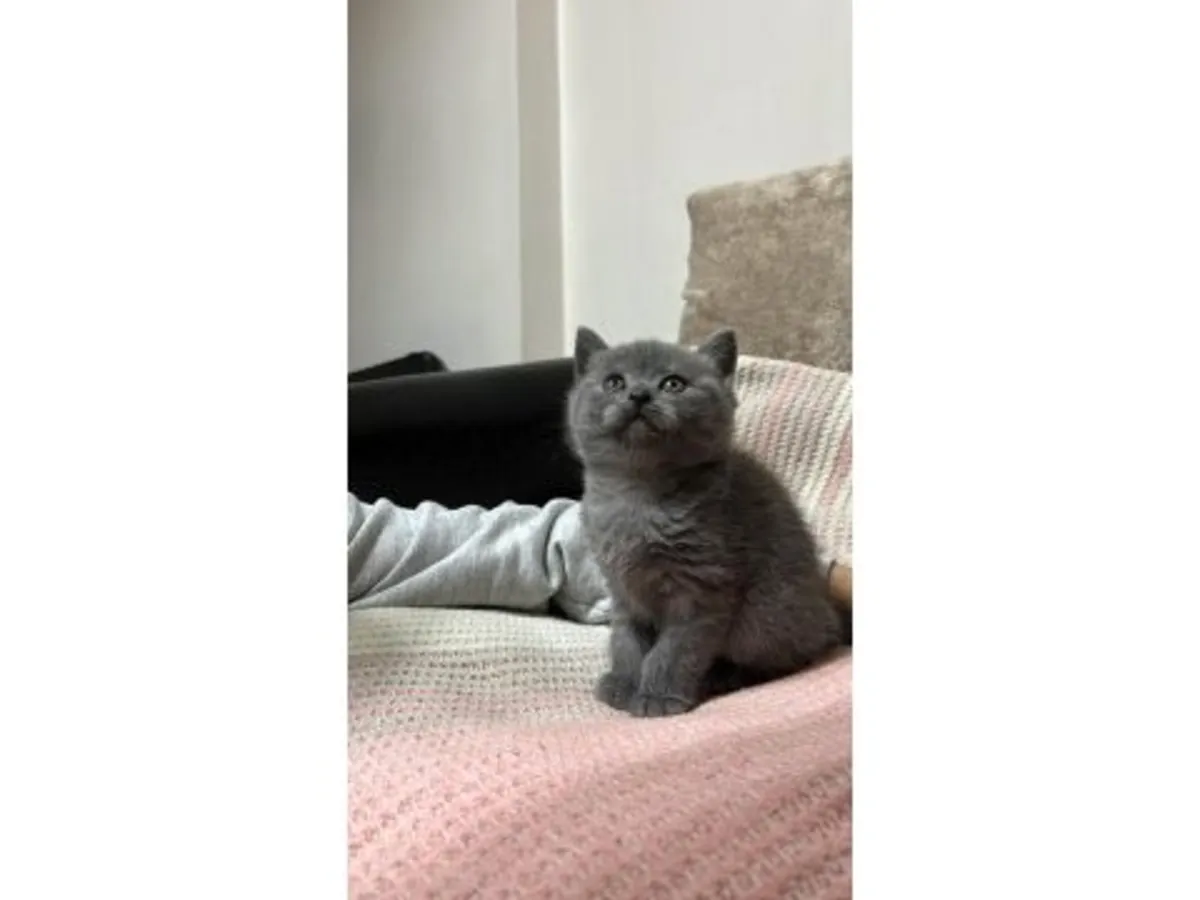 Спокойный британский короткошёрстный котёнок из домашнего разведения