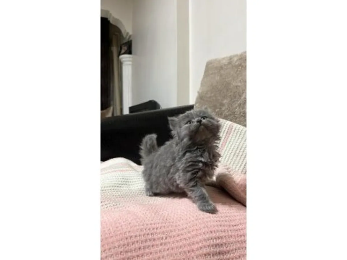 Спокойный британский короткошёрстный котёнок из домашнего разведения