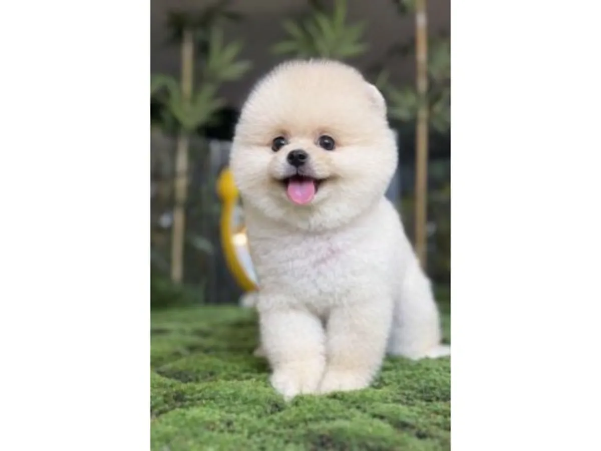 Белый померанский шпиц с дружелюбным характером