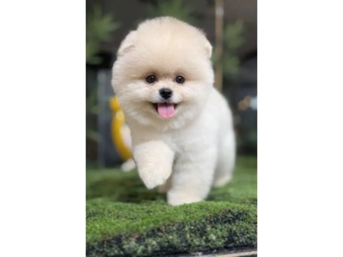 Белый померанский шпиц с дружелюбным характером