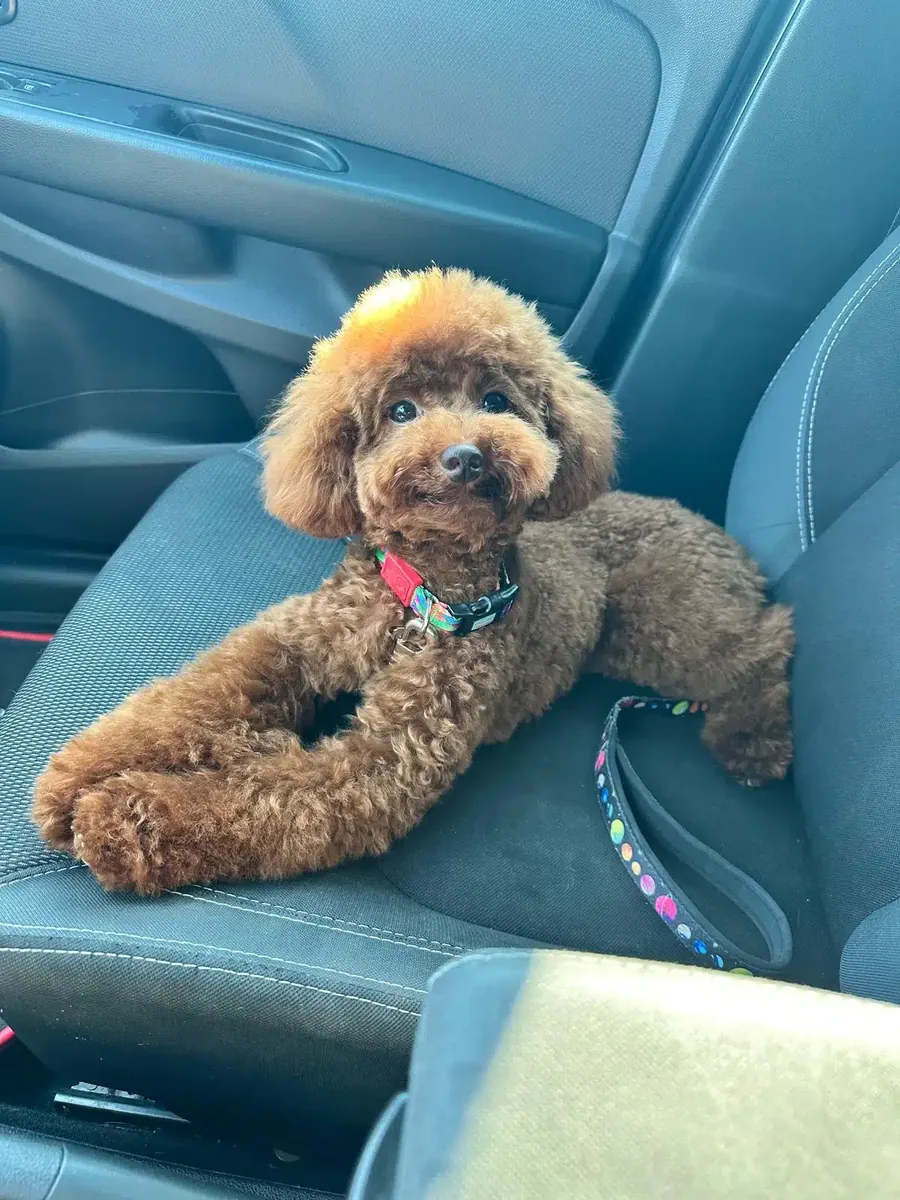 Коричневый пудель ищет спокойную и заботливую семью