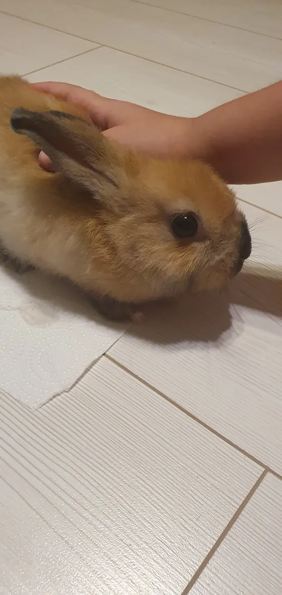 Conejito bebé