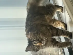 Mia