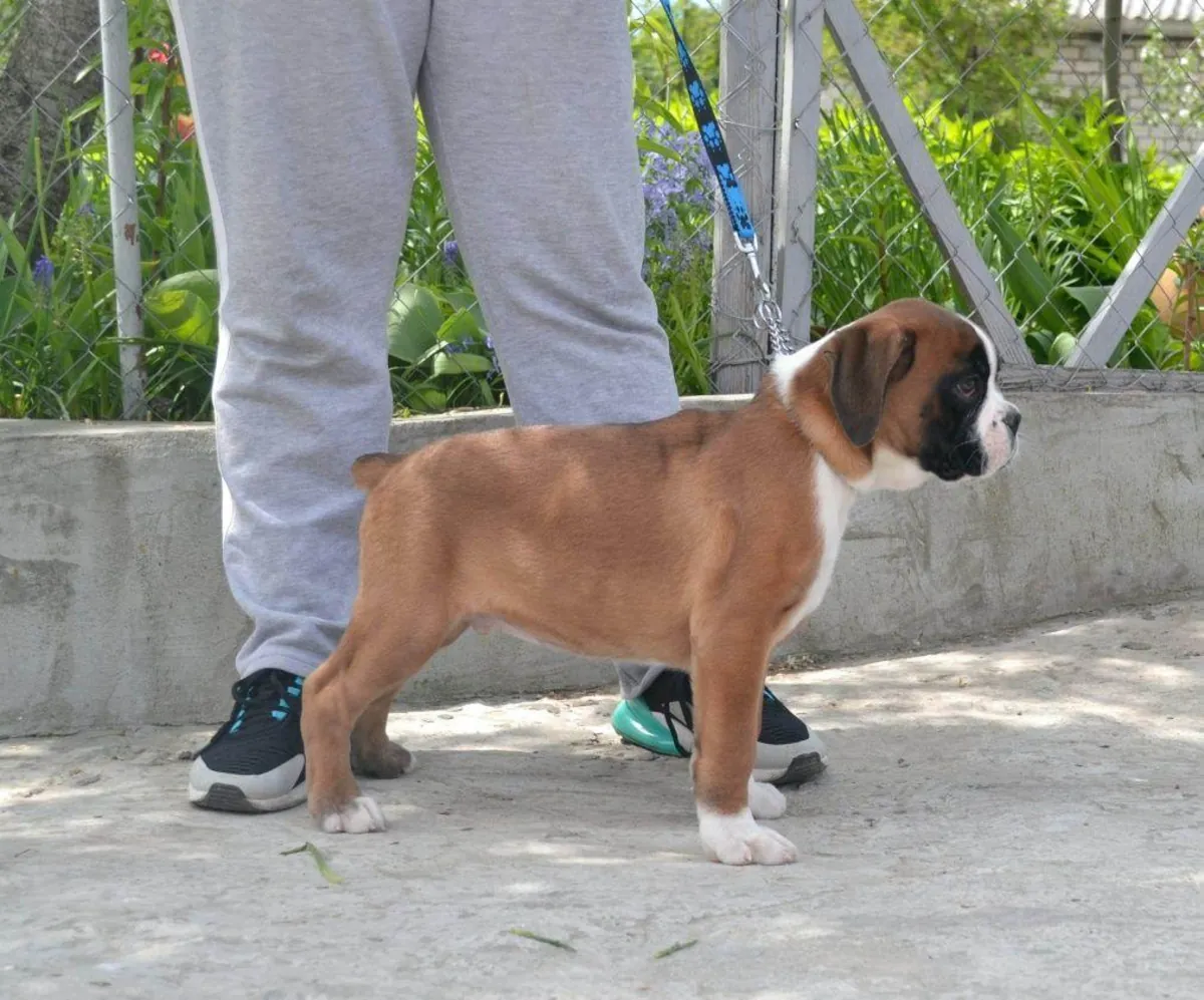 Chiots Boxer (mâle et femelle) à donner