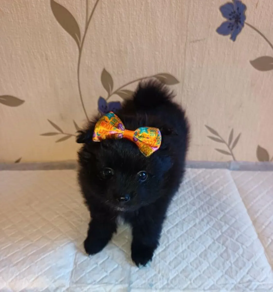 Pomeranya köpek yavruları sahiplendirilmek üzere