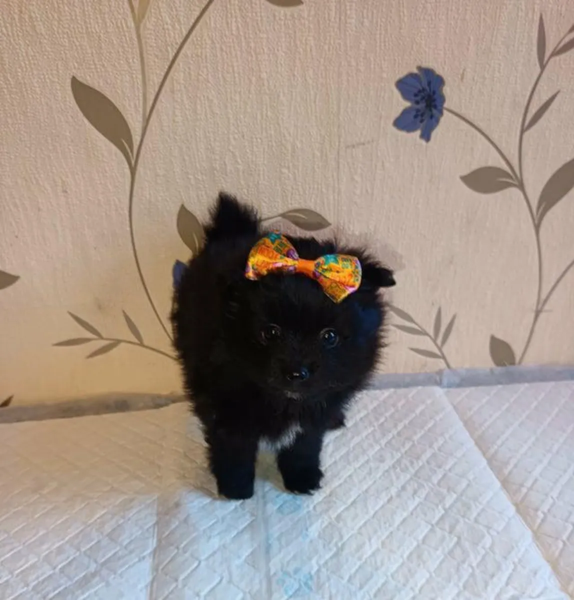 Pomeranya köpek yavruları sahiplendirilmek üzere