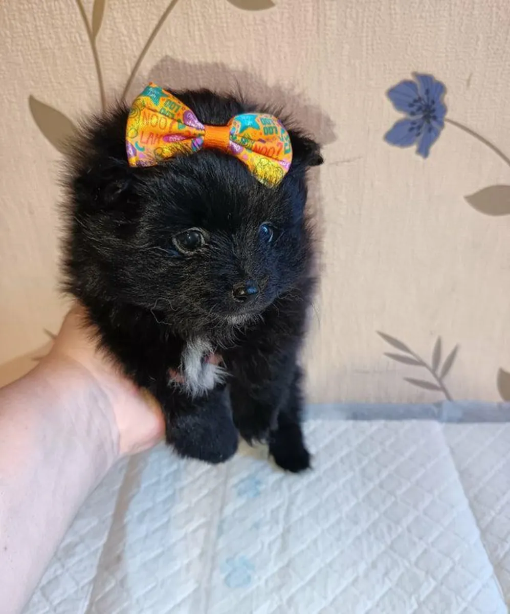 Pomeranya köpek yavruları sahiplendirilmek üzere