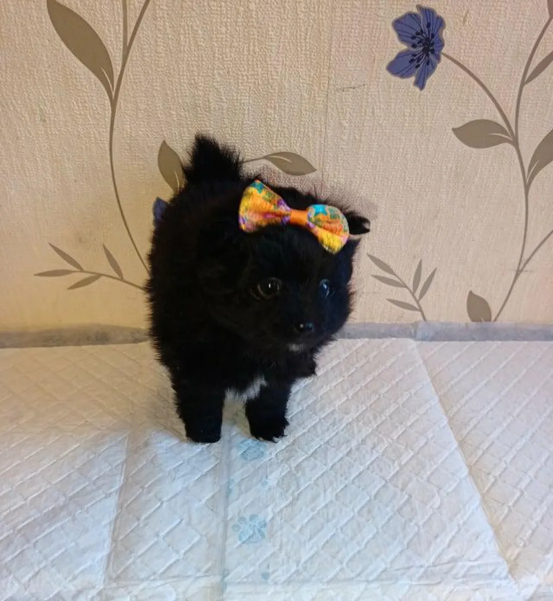 Pomeranya köpek yavruları sahiplendirilmek üzere