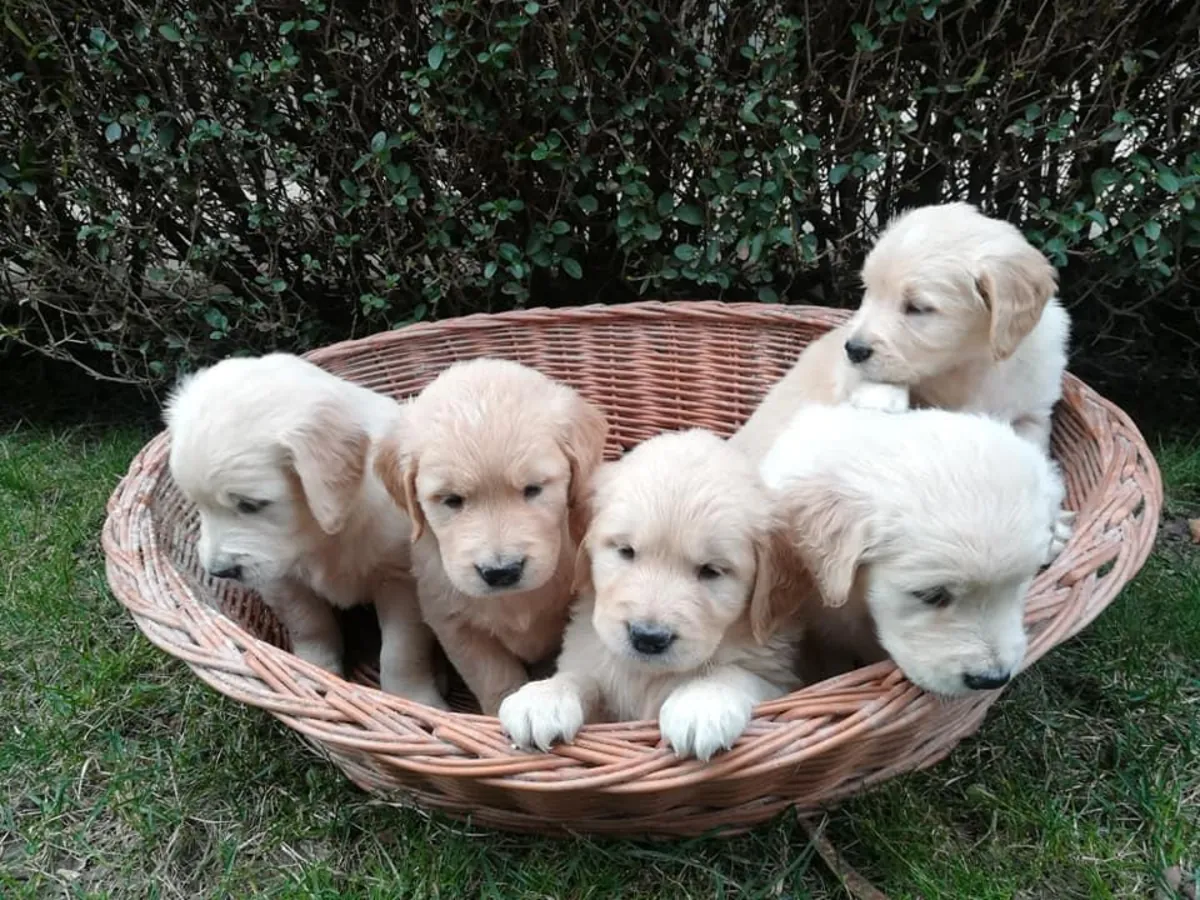Chiots Golden Retriever à donner