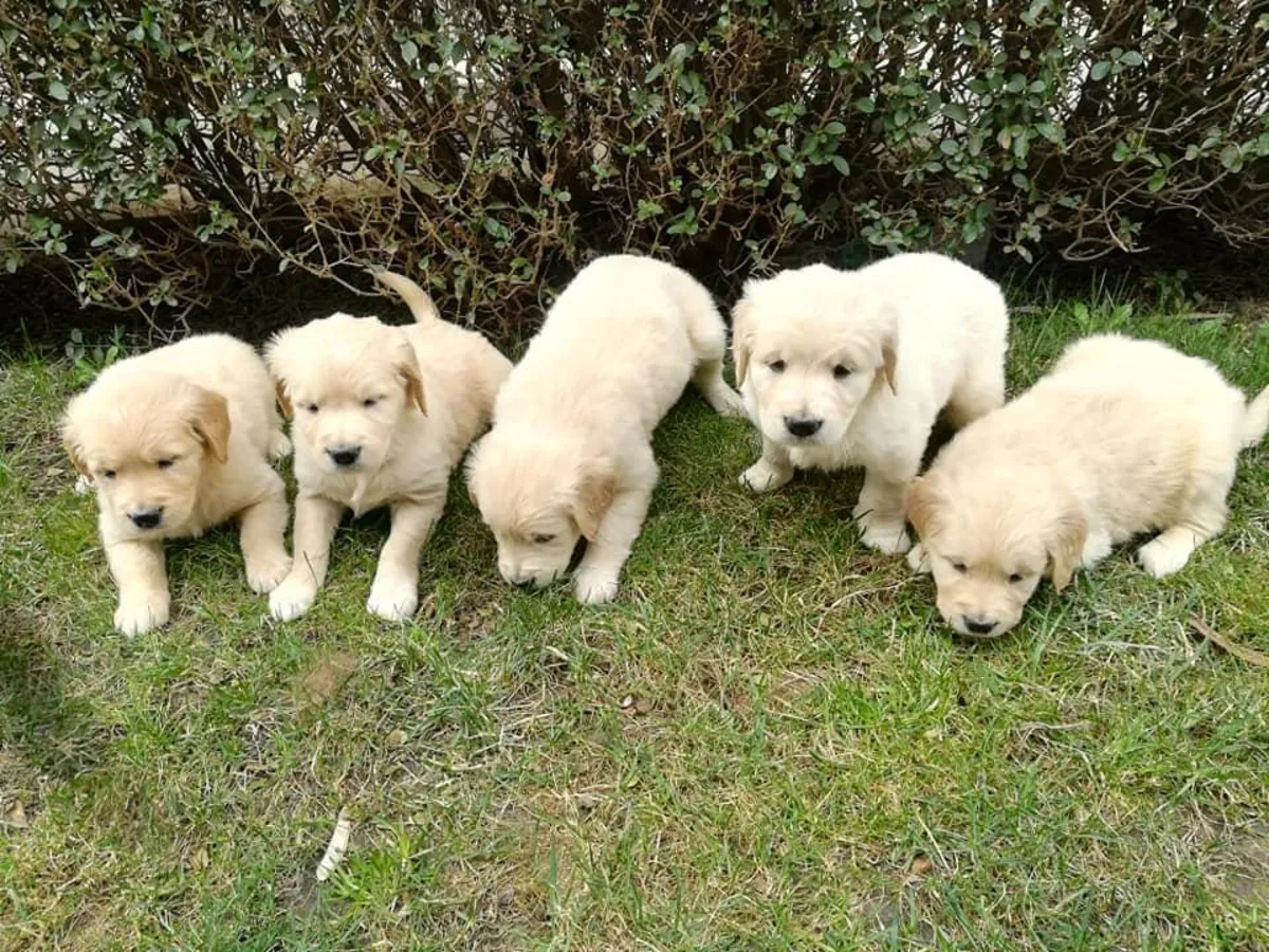 Chiots Golden Retriever à donner
