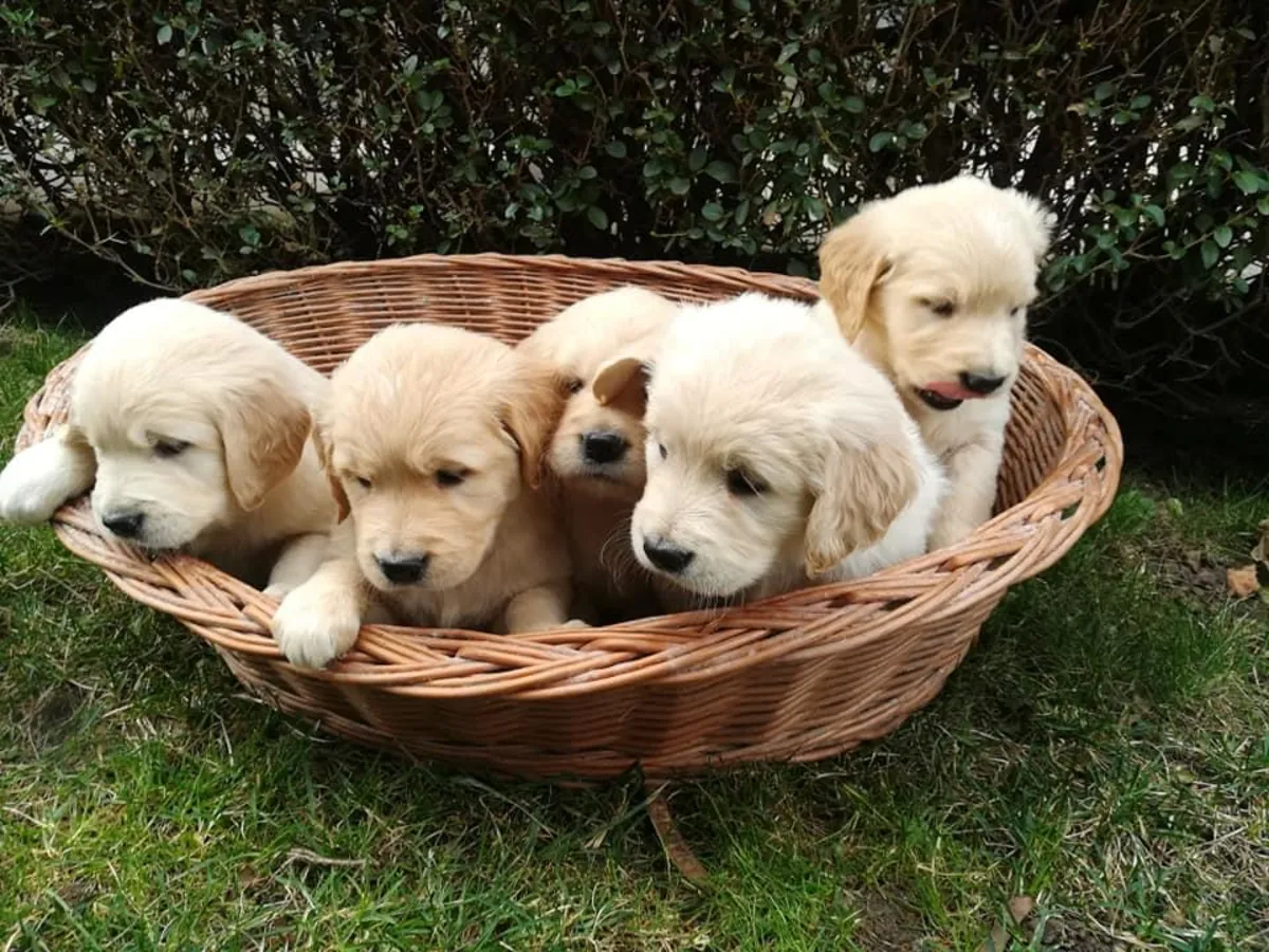 Chiots Golden Retriever à donner