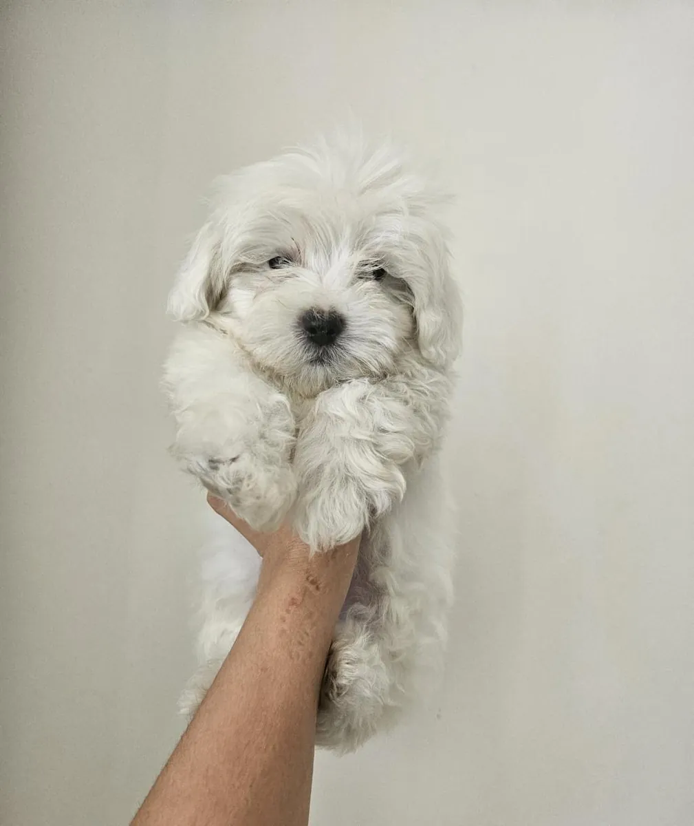 Chiots Bichon maltais à donner